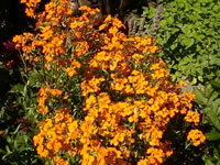 A Bright Orange Flowered Wallflower Plant