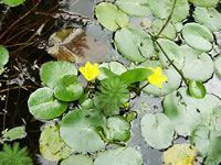Small yellow Water Lily Flowers