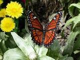 Monarch on a Calendula