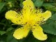 Growing St. John's Wort