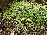 Hypericum cerrestoides