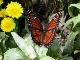 Growing Calendulas