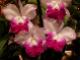 Orchids as House Plants