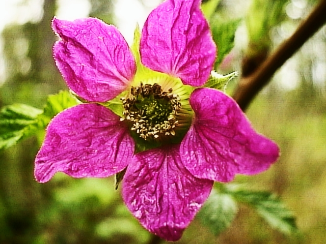 A Salmon Berry Blossom