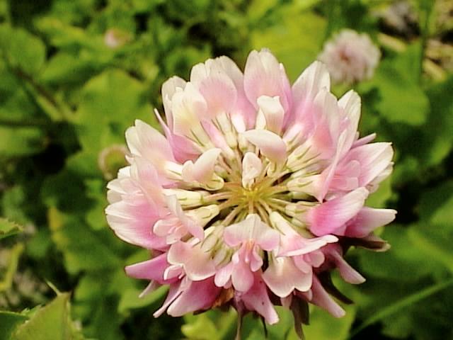 Strawberry Clover in Bloom