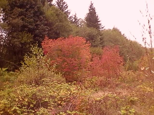 Vine Maples in the Fall