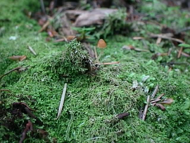 Lonely Little Mushroom