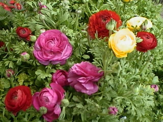 Ranunculus in bloom