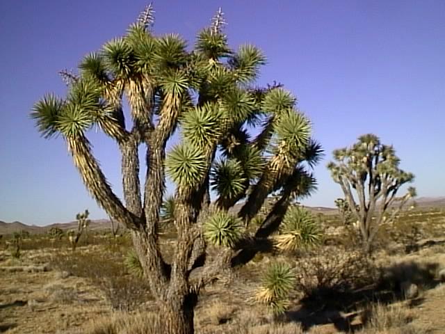 A Joshua Tree in the Desert