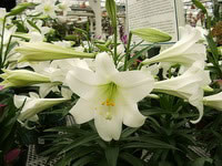 Easter Lilies in Bloom