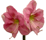 Amaryllis care