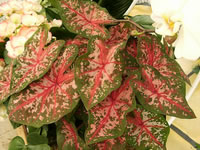 Caladium bicolor