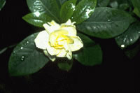 Gardenia