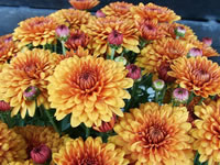 Chrysanthemum