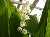 Lily of the Valley