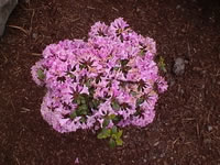 Pink Azalea