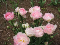 Pink Tulips