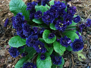 Deep Blue Flowers of a Hybrid Granny Graham Primrose, Primula 'Granny Graham'