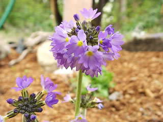 The Lavender Flowers of a Siebold Primrose, Primula sieboldii