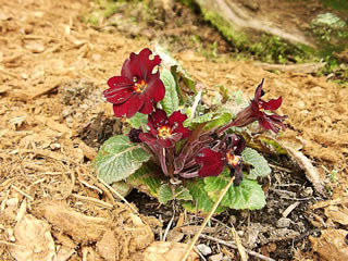 A Burgundy Red Flowered Primula 'Velvet Moon' Growing in the Garden