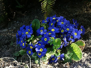 An English Primrose with Yellow Centered, Blue Flowers, Primula vulgaris