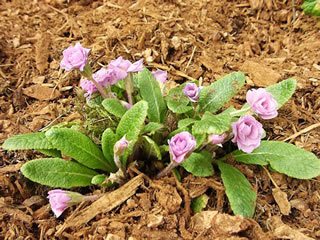 A Pink Flowered Paragon Primrose in the Garden, Primula vulgaris