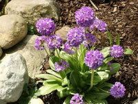 Primula sieboldii