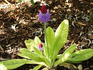 A White Flowered Drumstick Primrose, Primula denticulata