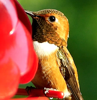 Rufous Hummingbird