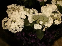 White Lace Hydrangea