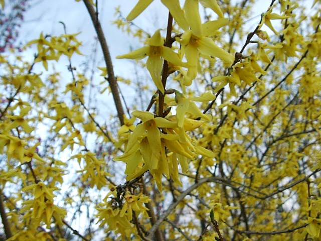 Forsythia