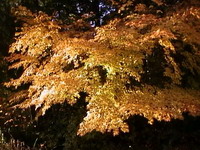 Japanese Maple