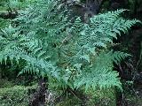 North American wood fern