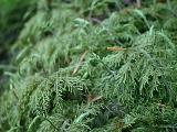 Feather moss closeup