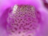 Inside a foxglove