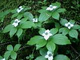 Cornus canadiensis