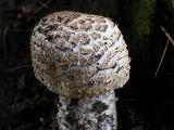 a mushshroom