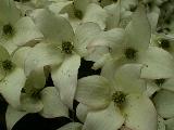 Dogwood