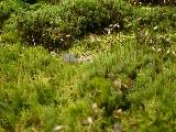a moss forest