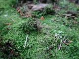 lonely mushroom