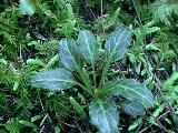 Rattle snake orchid (Habernaria sp.)