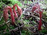 Pine-sap (Monotropa hypopitys)