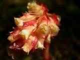 Pine-sap (Monotropa hypopitys)