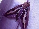 SST moth