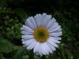 alpine aster