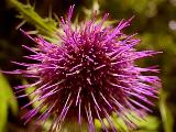 thistle