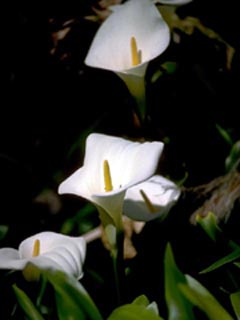 Calla lily