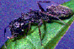 The damage done by ants is usually indirect Ants