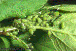 Aphids are common on house plant insects but fortunately, are easily controlled Aphid