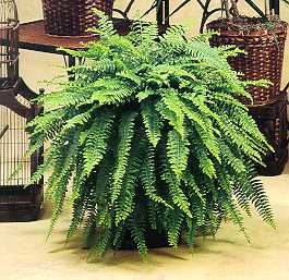 BOSTON FERN